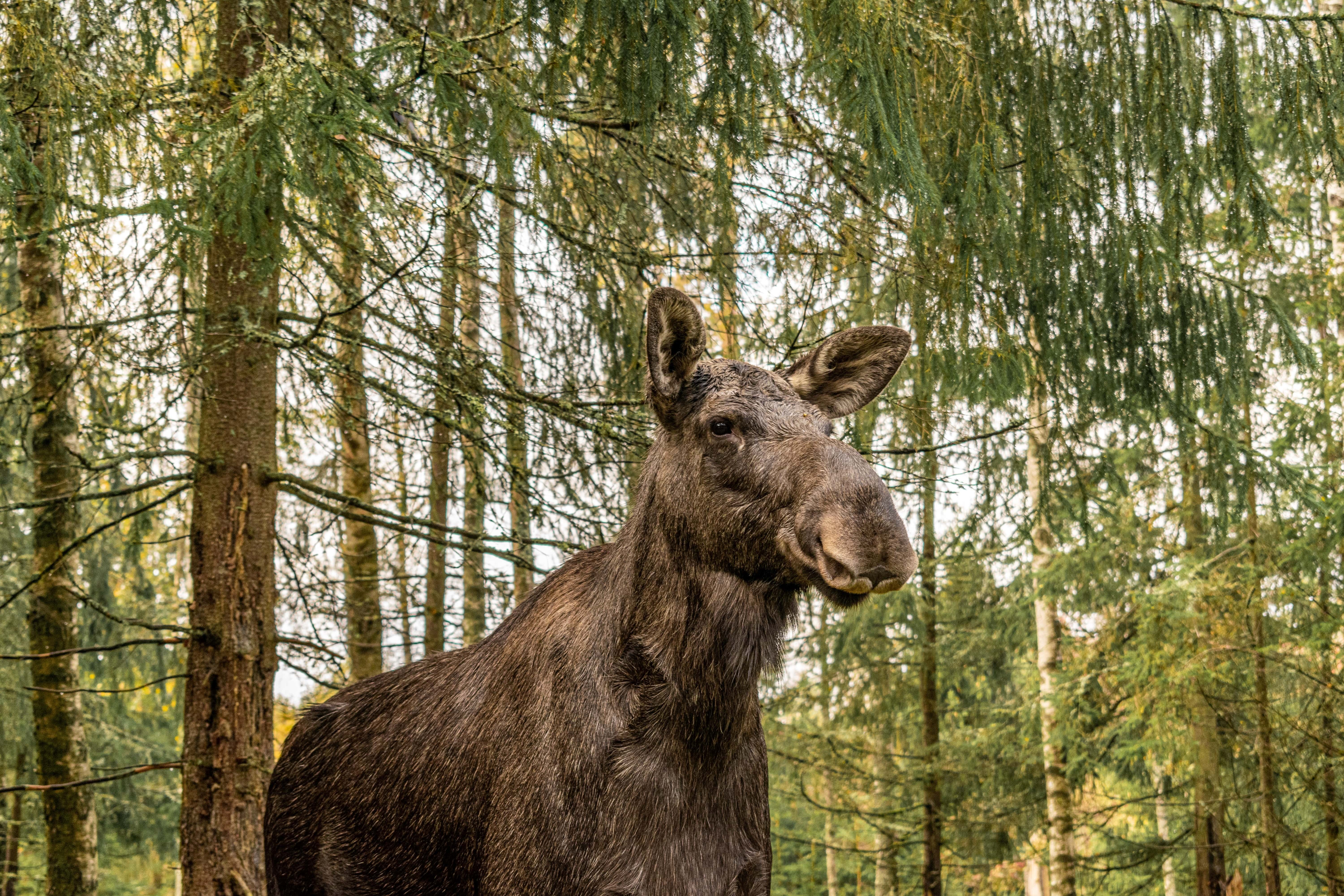 En älg som tittar framåt, stående bland tallarna i en skog.